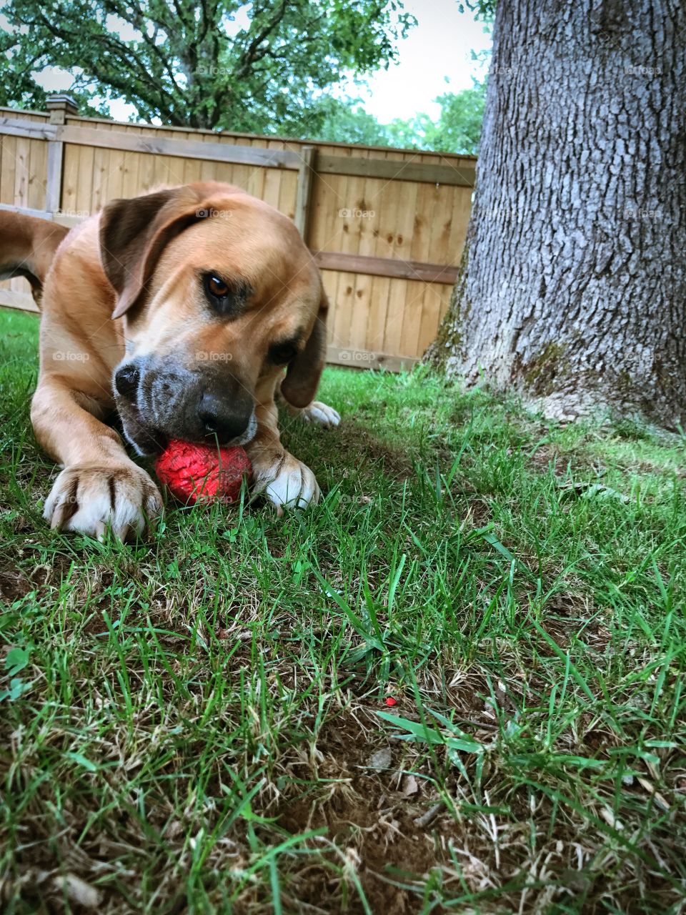 Never too old for a chew toy 