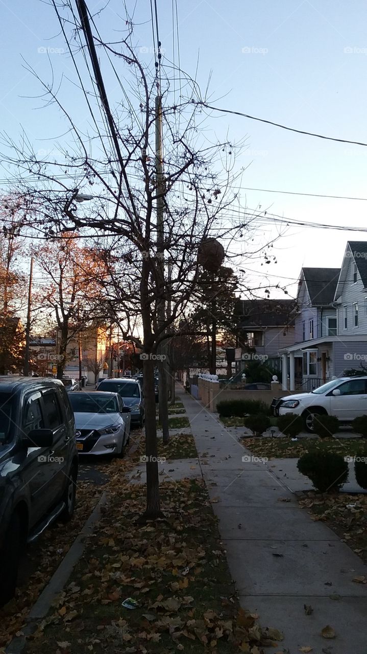 Hornets Nest houses cars