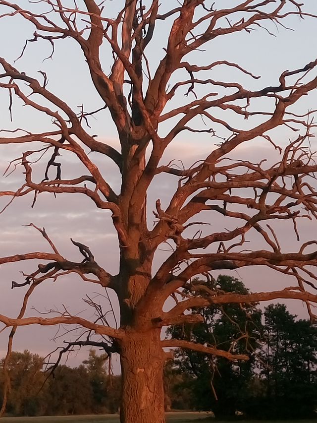 polish nature, this fantastic red evening light