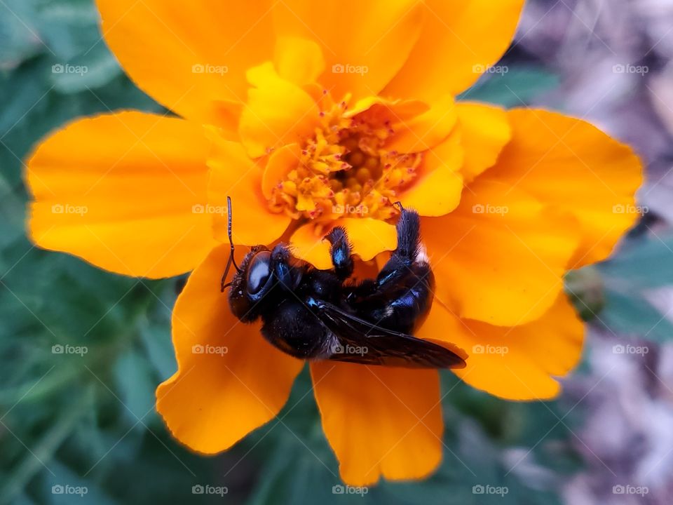 Black bee pollinating a gold color French marigold