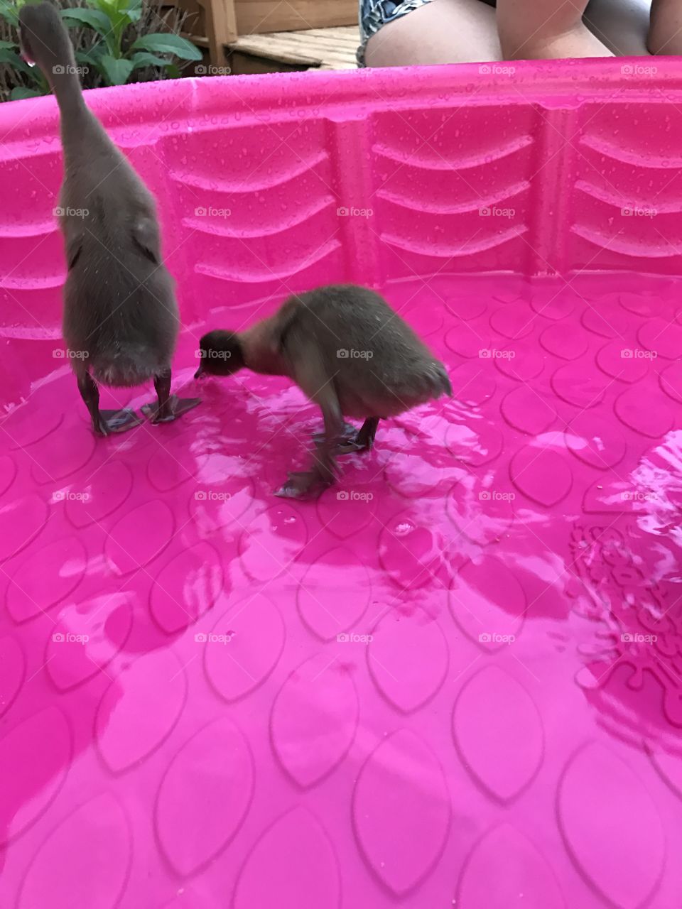 Ducks 