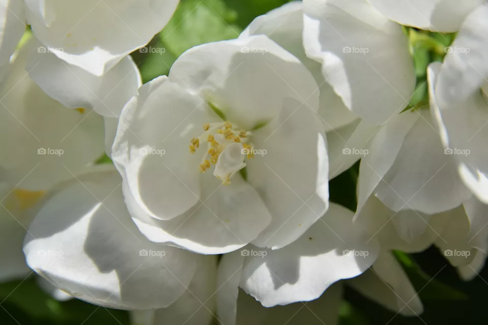 beautyful blossum