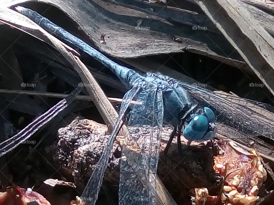 dragonfly 2018-01-22 002 
#আমার_চোখে #আমার_গ্রাম #nature #dragonfly  #animalia #arthropoda #insecta #odonata