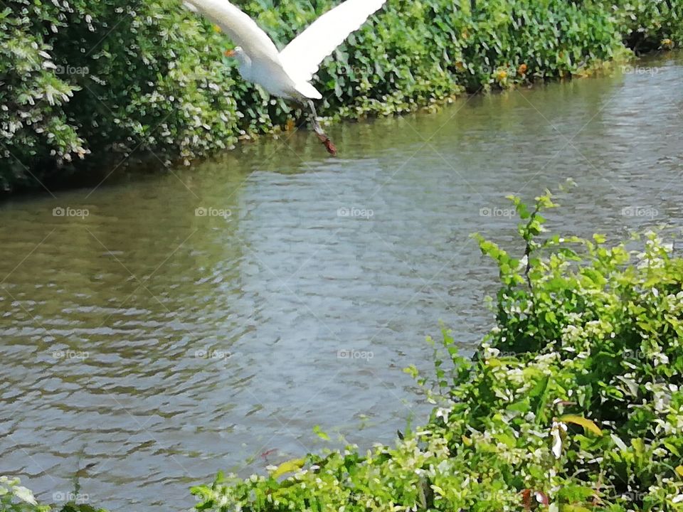 By the still waters birds come to find lunch