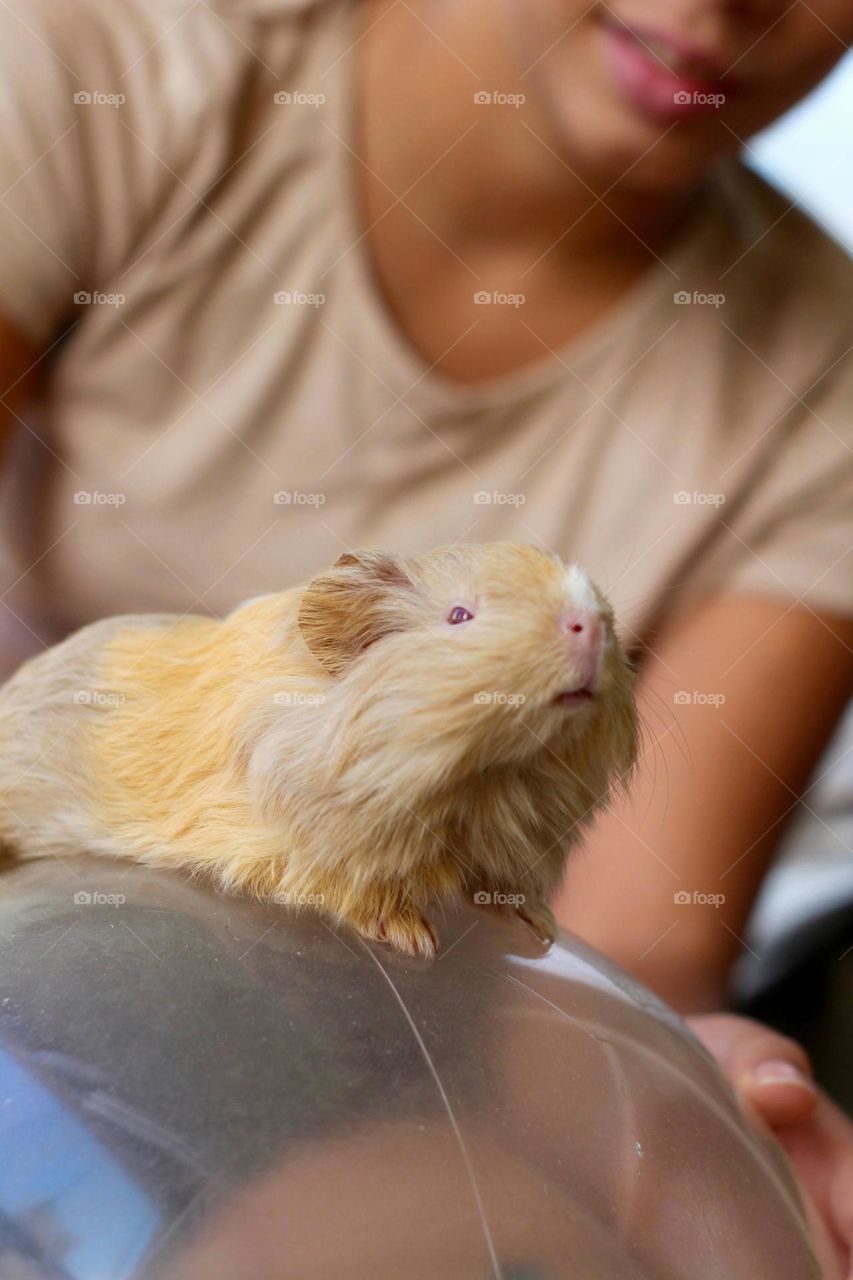 Cute Guinea Pig 