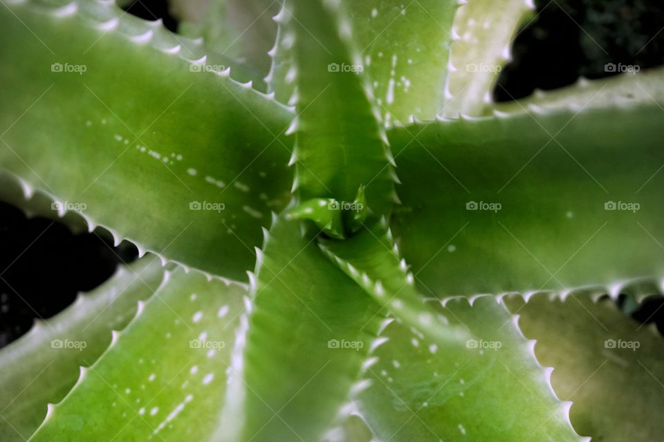 aloe vera
