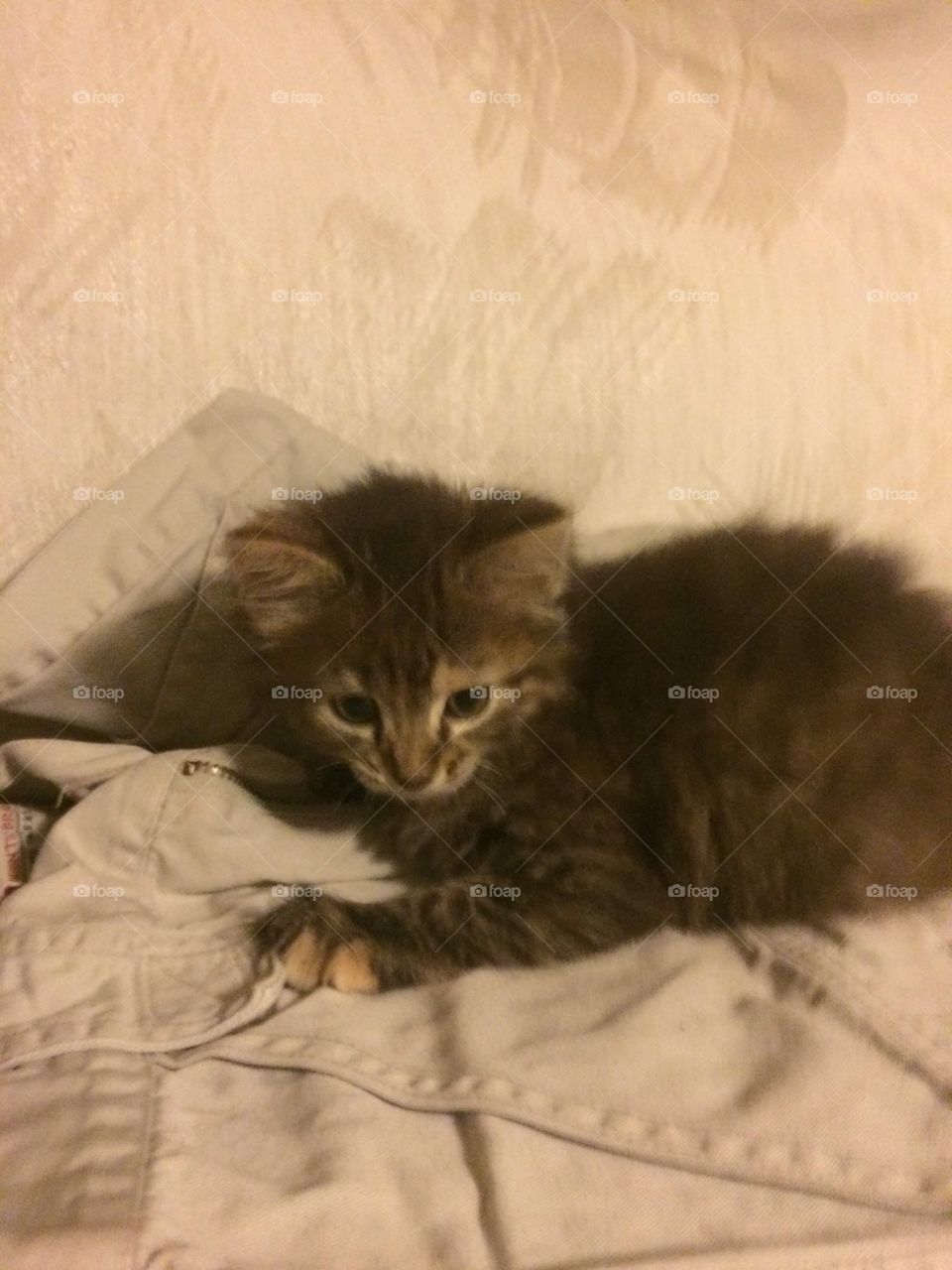 Nutmeg attacking shorts