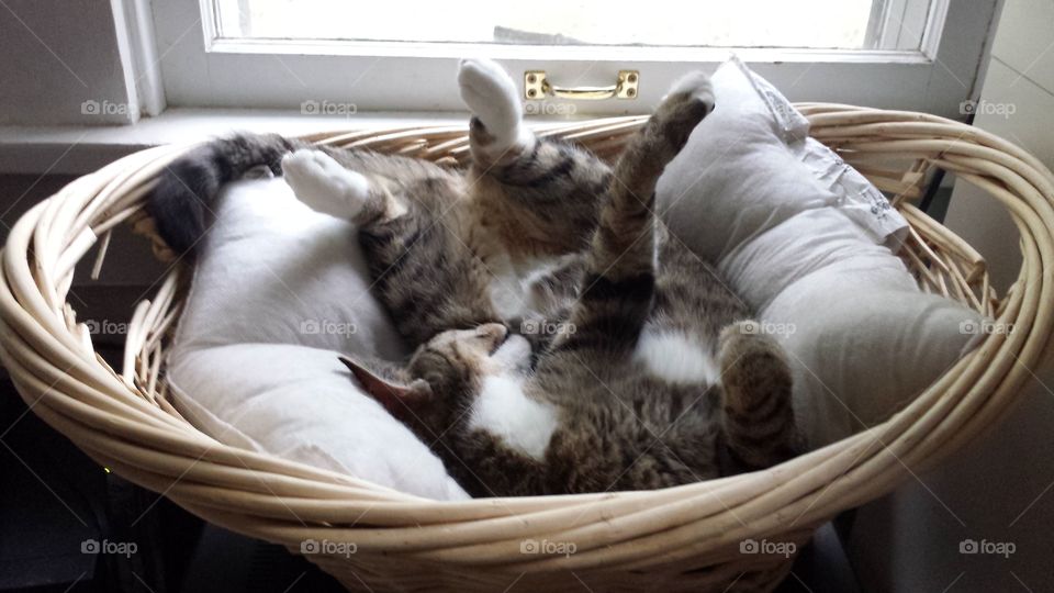 Cat in a Wicker Basket