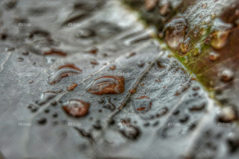 Raindrops. Raindrops on a leaf.