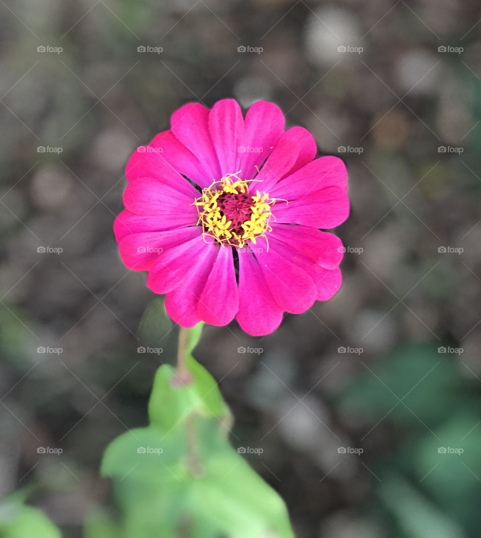 Late Bloomer. Pink Zinnia at the end of November.