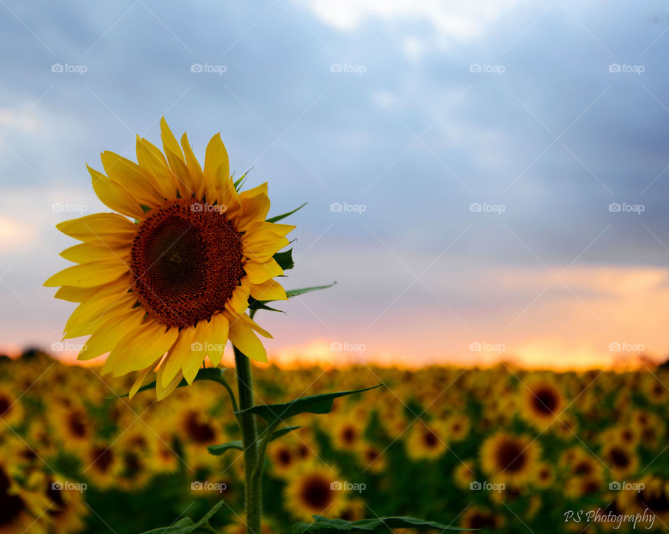 Sunflower field at sunset