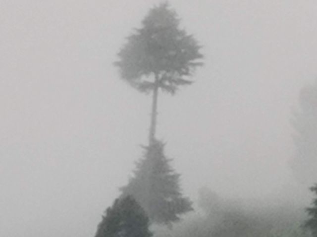 Foggy
