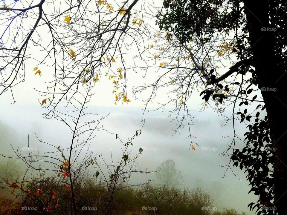 fog through the branches