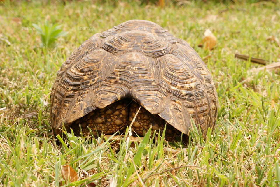 tortoise hiding