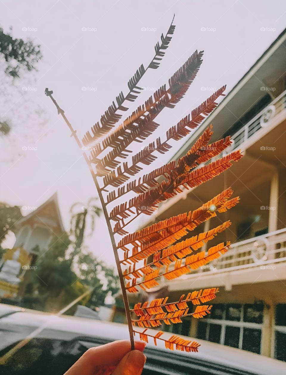 juse a red leaf with a good light