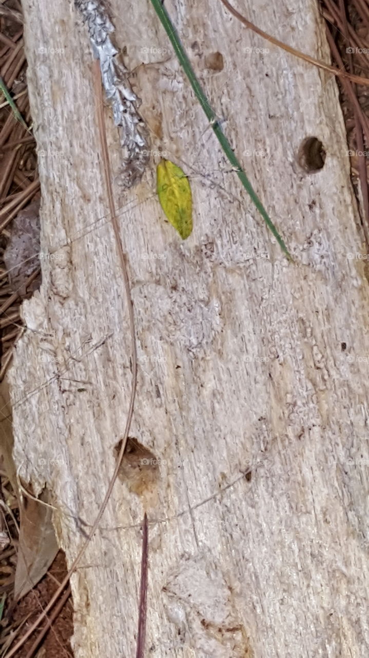 See the Green Leaf on the Slab of Wood