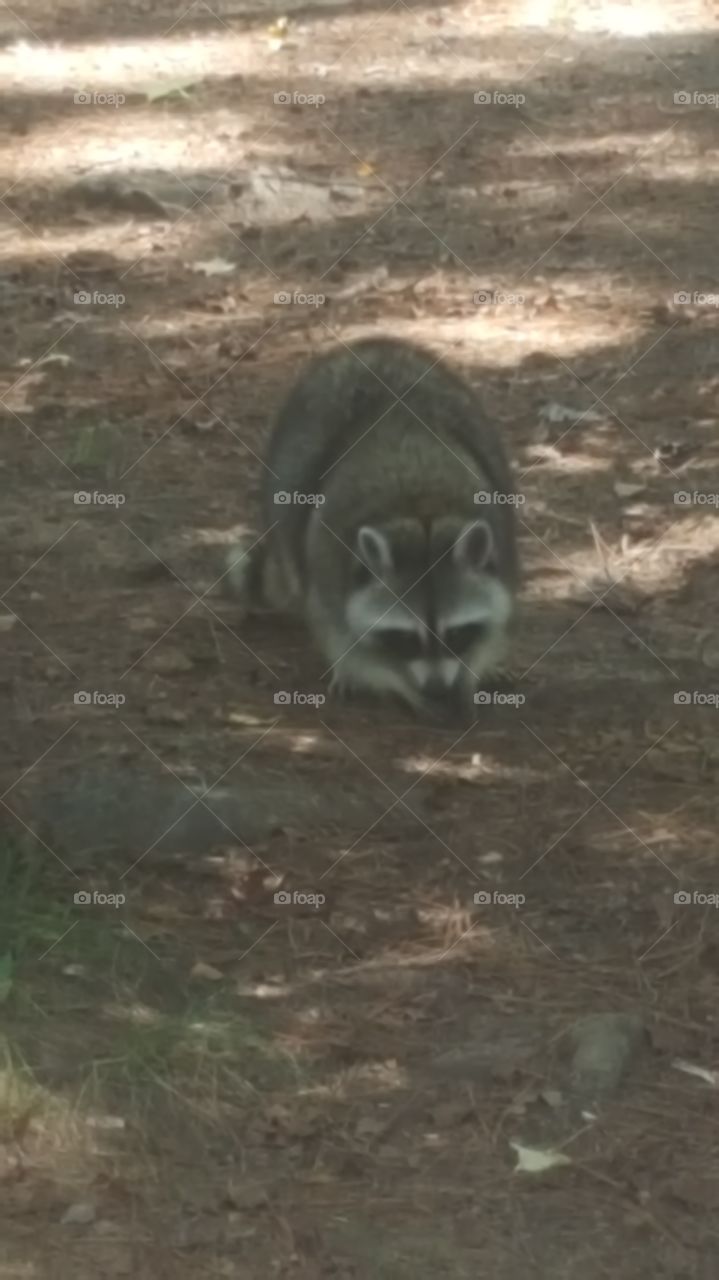 park coon