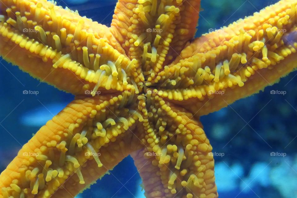 Starfish in an aquarium