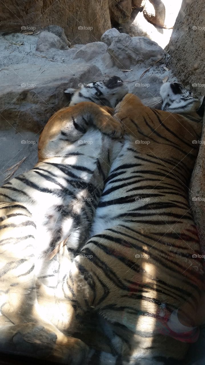Tiger brothers. visiting the San diego Zoo and got the rare chance to see these brothers up close.