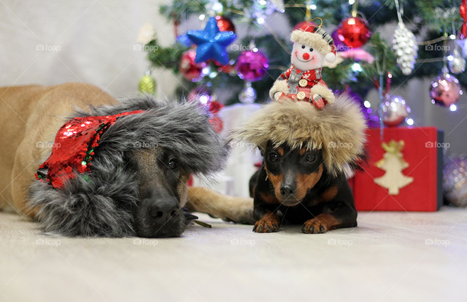 Christmas dogs