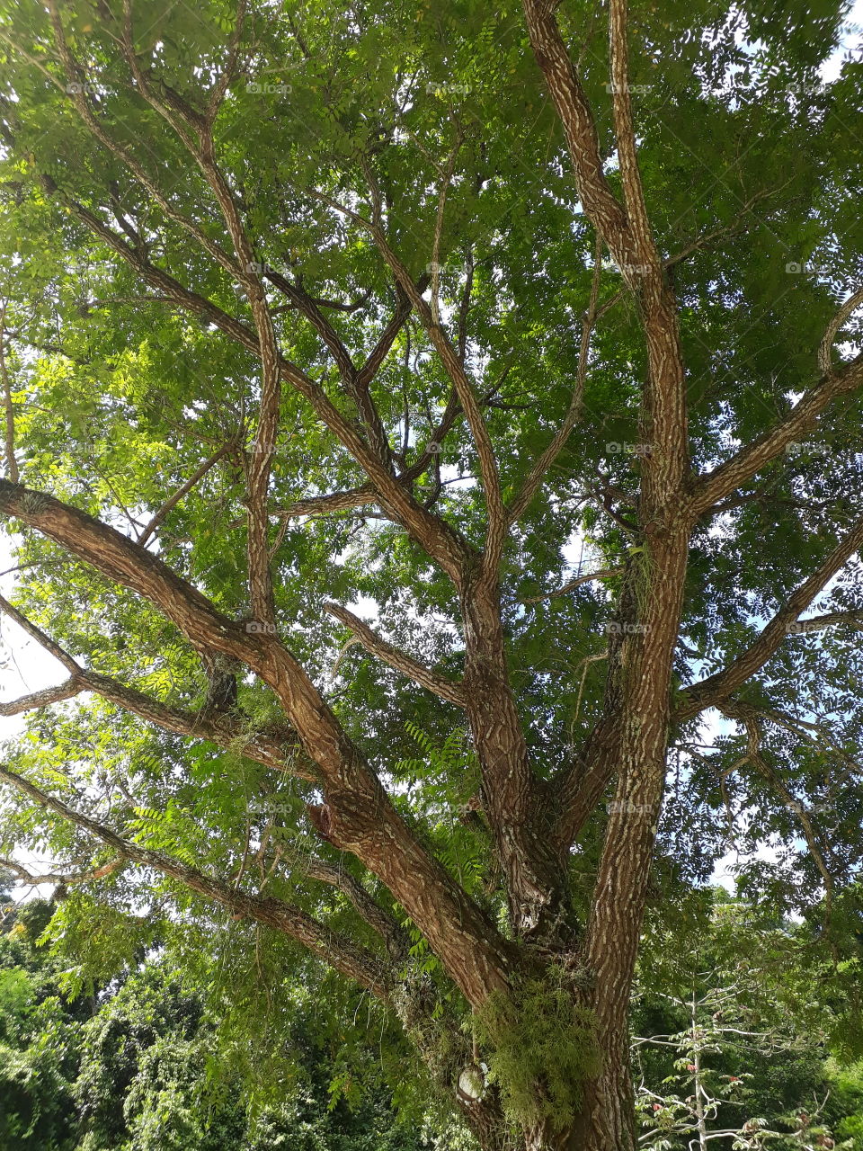 Beleza da árvore cajá mirim