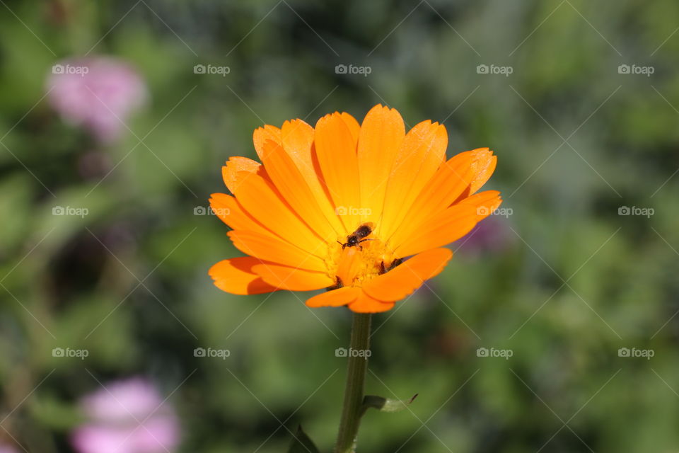 Garden and yellow flower