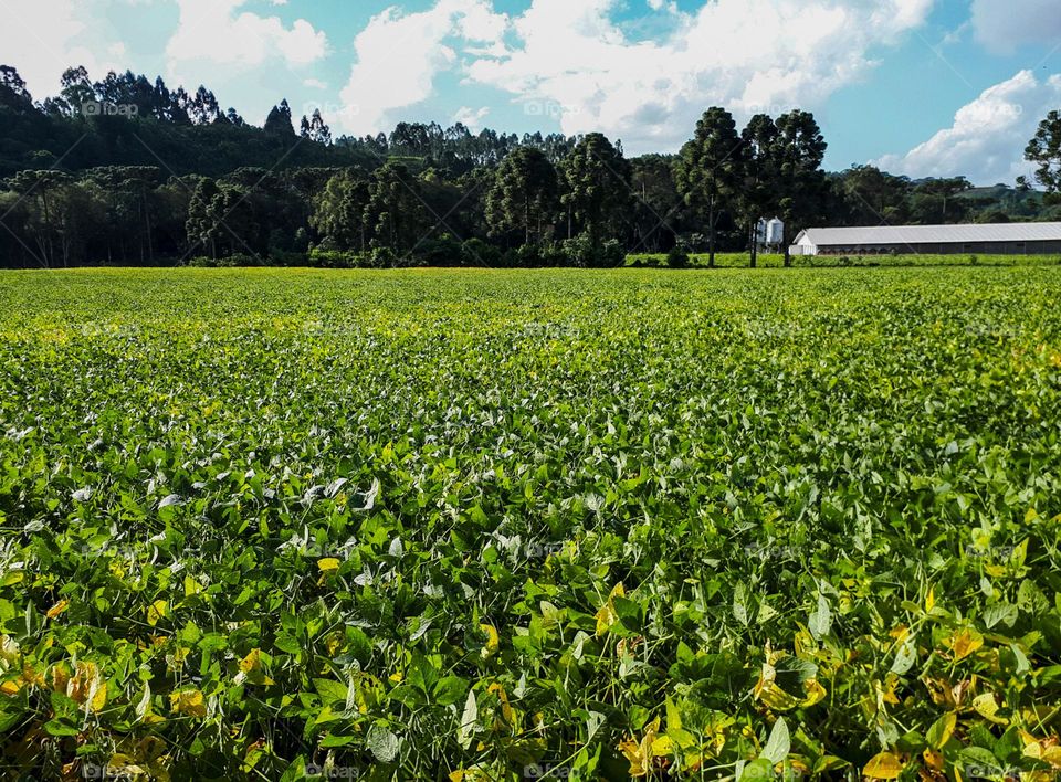 Soybean plantation in southern Brazil.  In the background ecosystem of the Atlantic Forest with an Araucaria Forest, typical of the region.