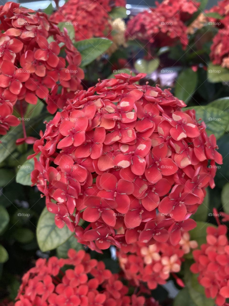 🌹 🇺🇸 Very beautiful flowers to brighten our day.  Live nature and its beauty. Did you like the delicate petals? / 🇧🇷 Flores muito bonitas para alegrar nosso dia. Viva a natureza e sua beleza. Gostaram das pétalas delicadas? 