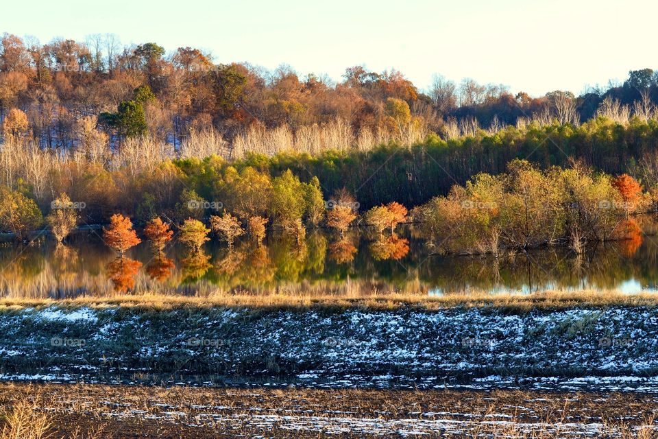 Layers soon layers of trees