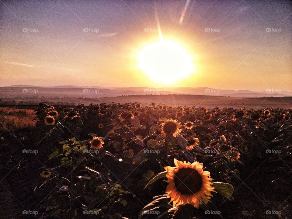 Sunflower field in sunlight