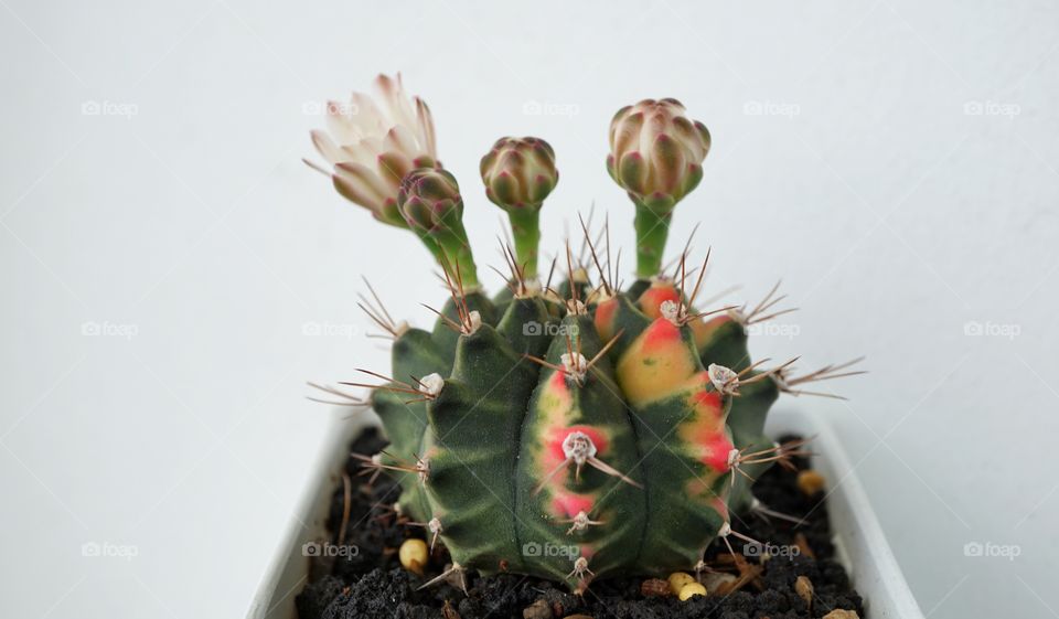 Gymnocalycium cactus flowers