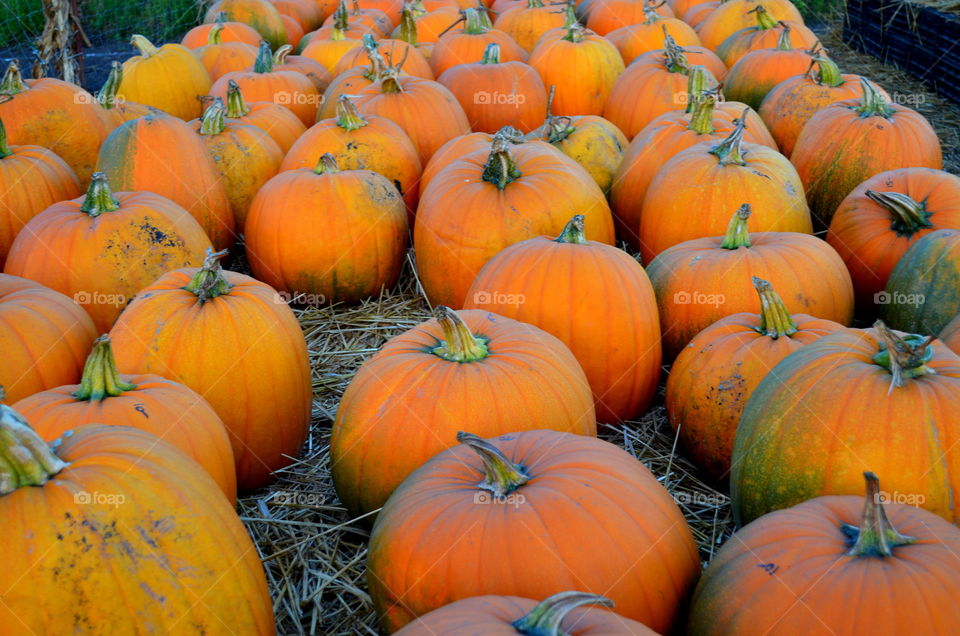 Reasons to FALL in L❤VE with Autumn!