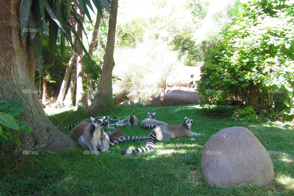 Lemurs 2