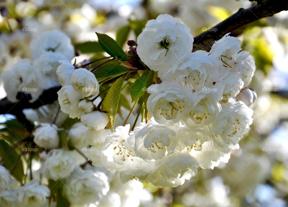 White flowers blooming on branch