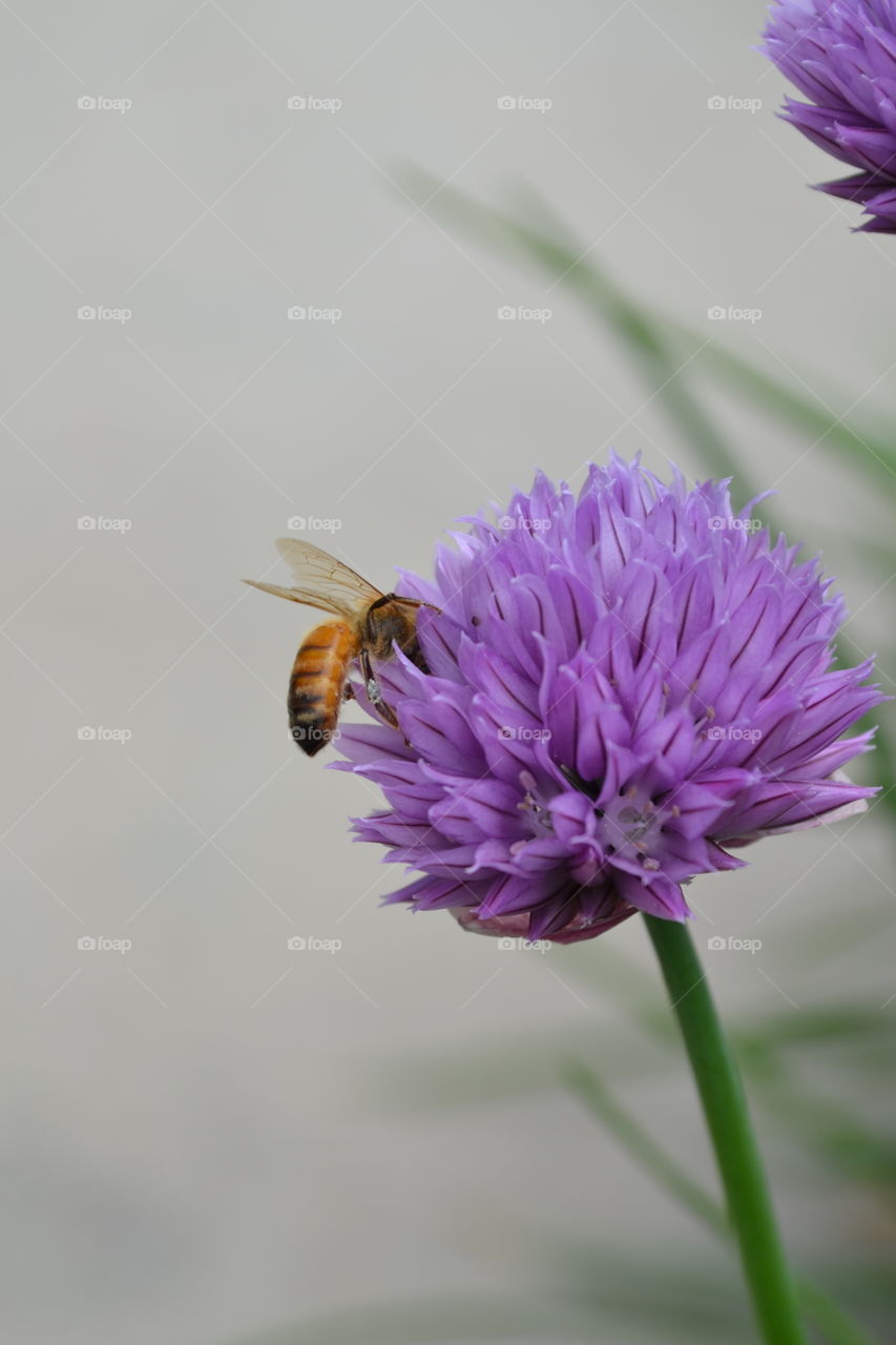 Honeybee searching for nectar in an onion chive.