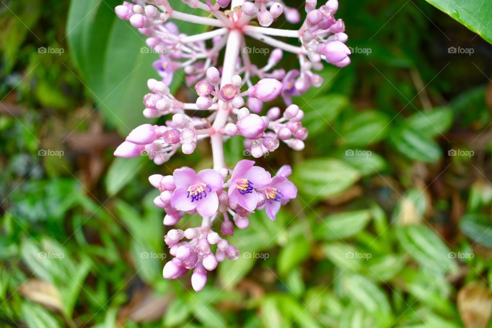 Beautiful pink blooms at Hawaiian Tropical Botanical Gardens