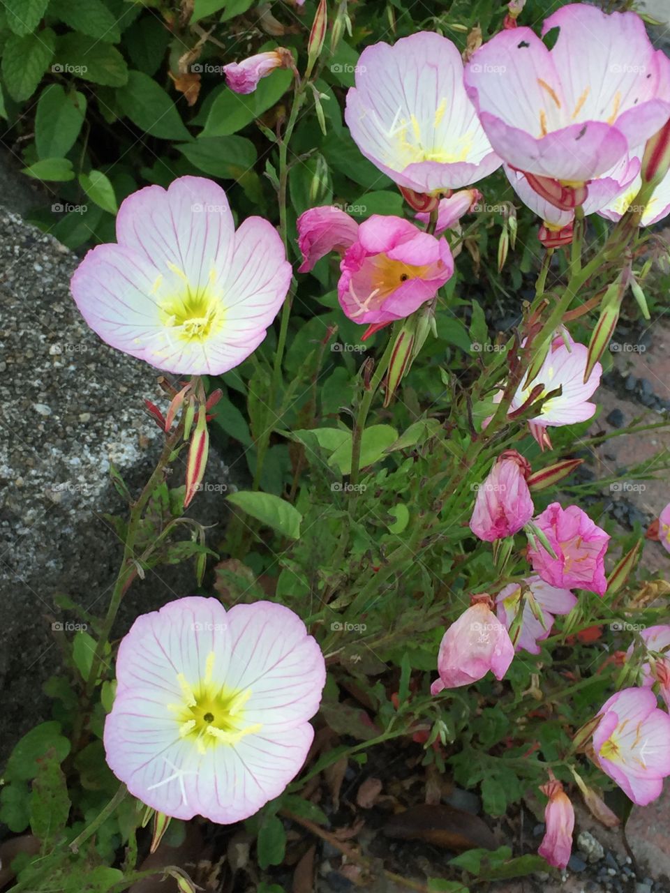 Flowers found in Yakushima