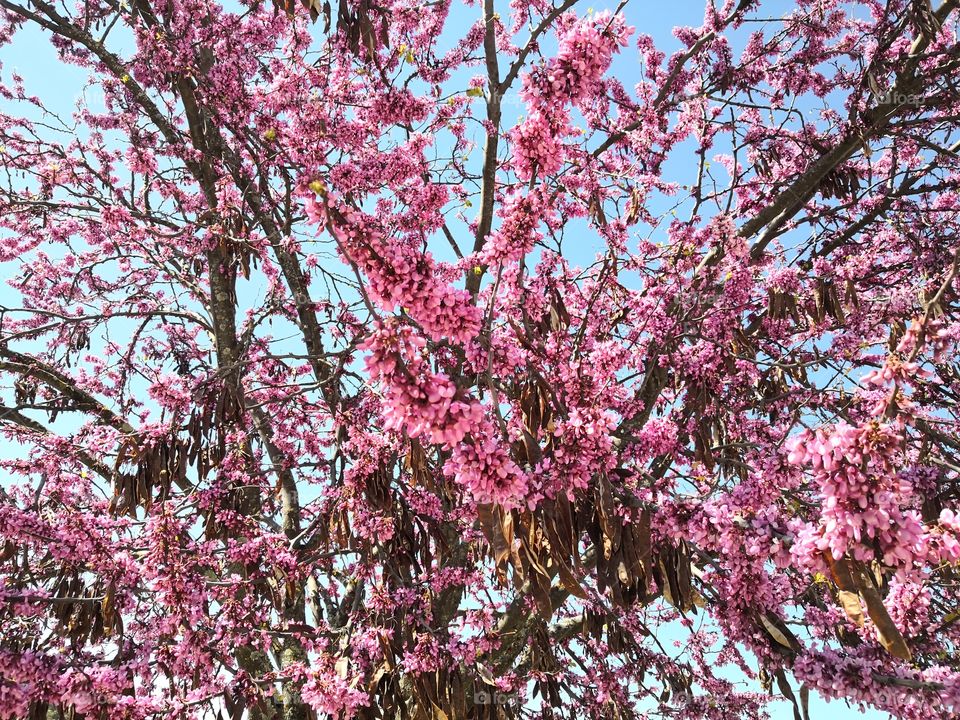 Tree, Nature, Castelo de Vide, Portugal