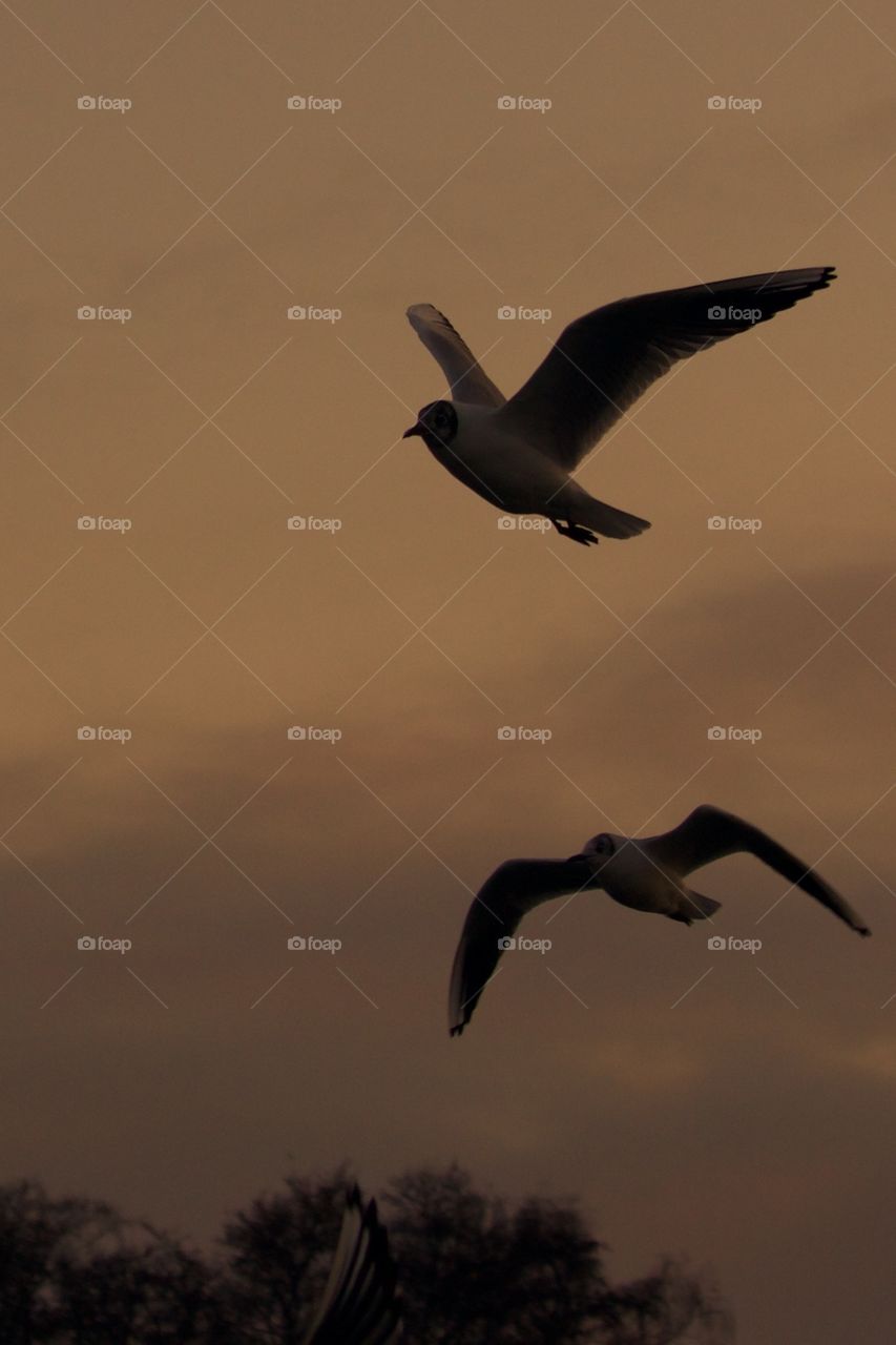 Seagulls flying in sky during sunset