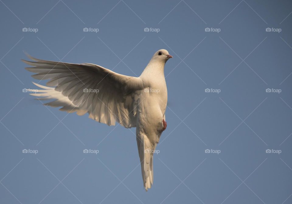 Pigeons fly perpendicular