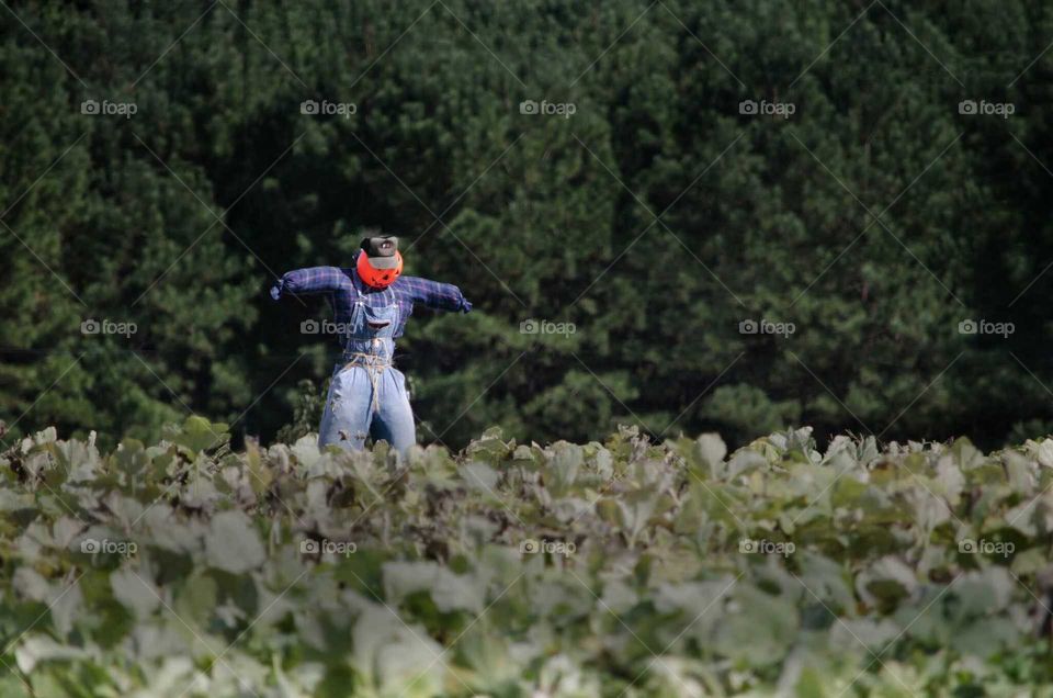 scarecrow on the farm