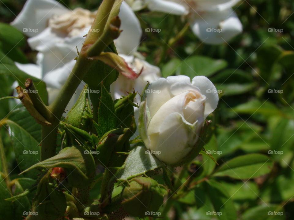 White roses