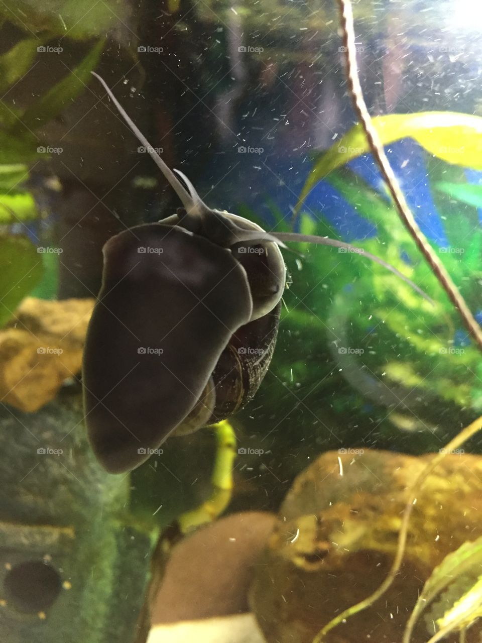 Blk snail