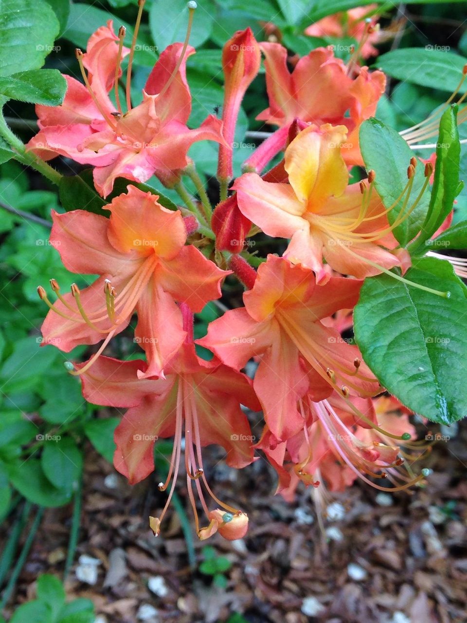 Native azalea