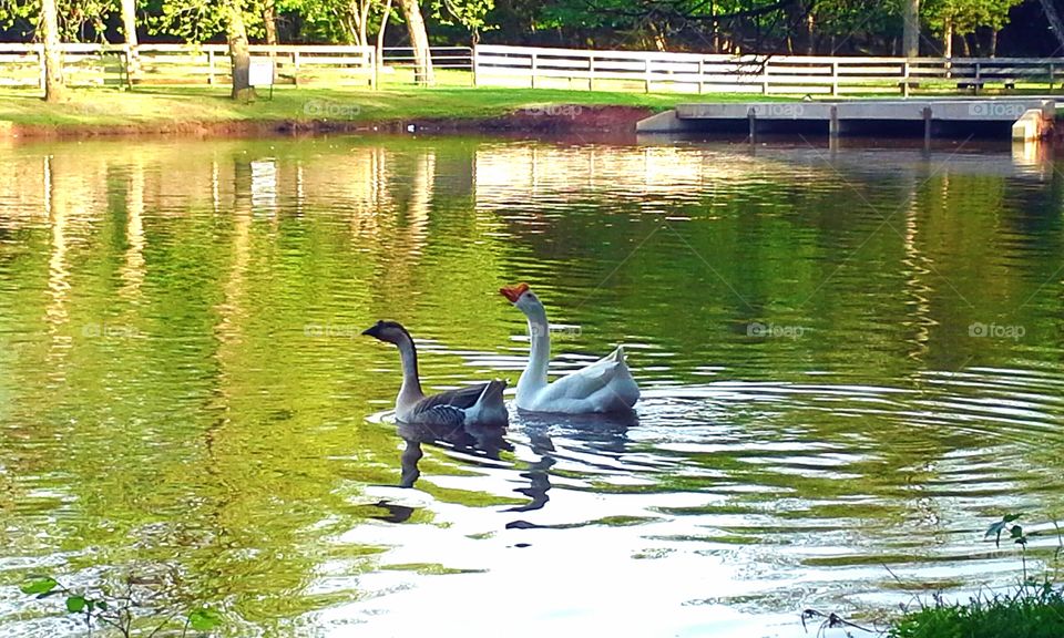 Pond Geese