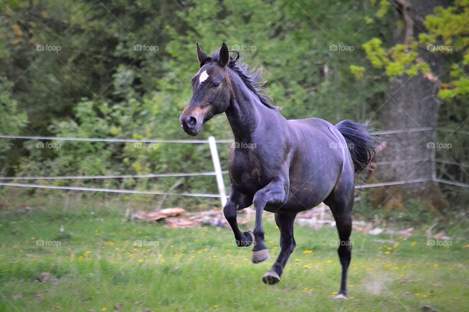 Horse galloping on grass