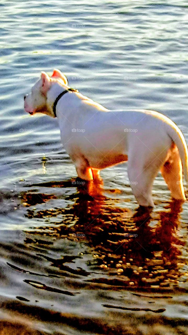 This pup loves the water!