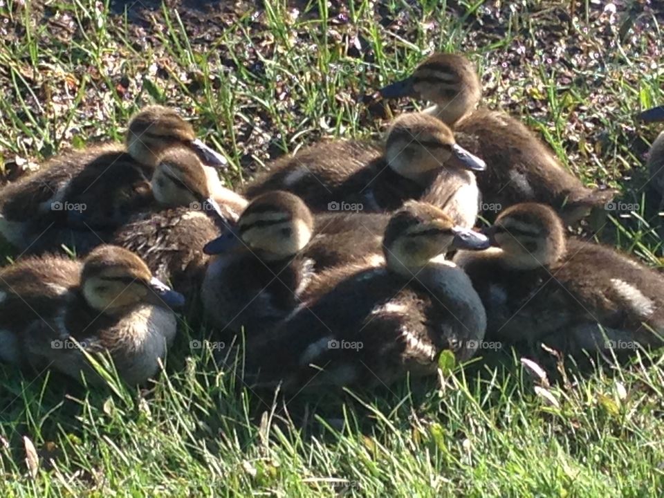 Baby ducklings 