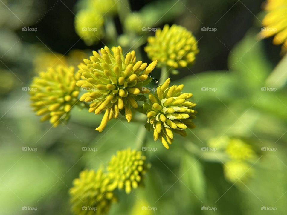 Echinacea yellow buds 