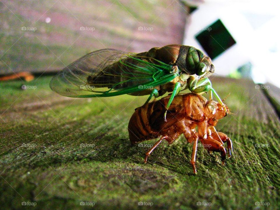 Cicada newborn